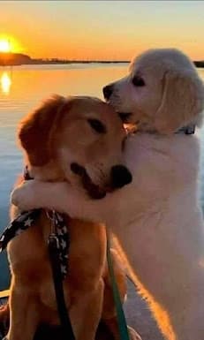 Dog training center DHA Rawalpindi islamabd