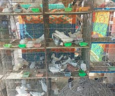 Musa Bird And Pet Shop