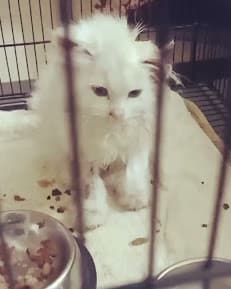 Dr.Ali's veterinary hospital