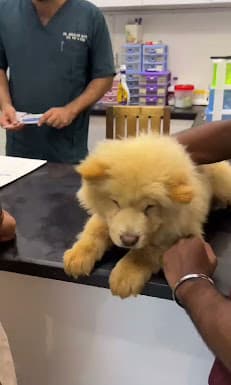 Pets Care N Cure ( Vet and Animal Hospital in Karachi )