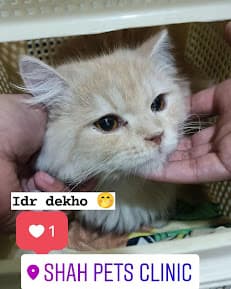 Shah Pets Clinic Islamabad