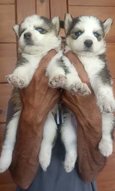 Dog training and home pet care services