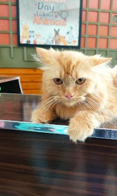 Healthy Paws Pet Hospital and Pet Mart