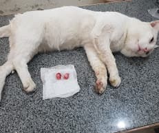 Abrar PetsCare Veterinary Clinic & Mart