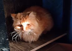 Sam's Pet Care Boarding