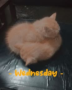 Pioneer Pets Hospital and Clinic (Pioneer labs)