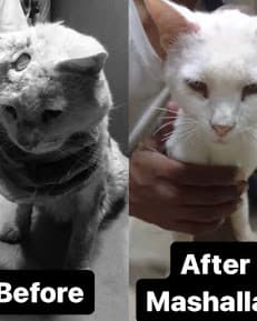 Arts Animal rescue shelter