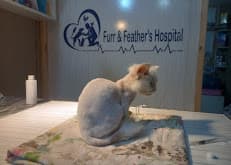 Furr and Feather's Hospital