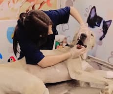 Askari veterinary branch 2 LALkurti panorama center Rawalpindi