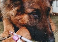 Pet Care Clinic (Bahria town)