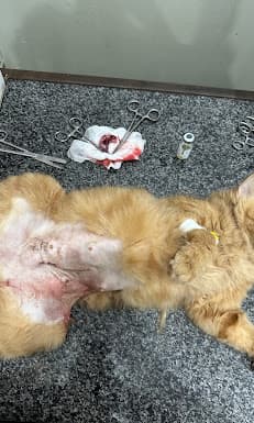 FM Pet Clinic Range Road Rawalpindi