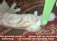 Karachi Pet Facilities