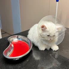 Furry Friends Pets Clinic