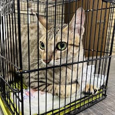 Aliyan Pets Hospital Karachi 24/7 Emergency