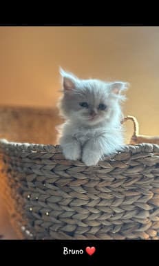 J&U pet's Grooming and Care center