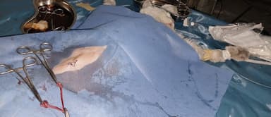 ALI PET (Mobile Veterinary) Services