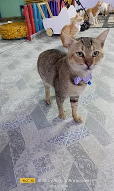 Huraira Animal Shelter, Huraira Animal Hospital, Karachi