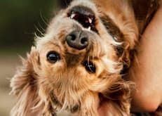 Petspace Animal Hospital - Bahria Town Ph 4 Branch