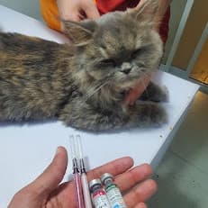 Dr Umer's Pet Clinic and Pet Store 3