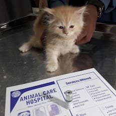 Animal Care Hospital