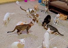 K.F.R - Animal Shelter