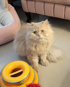 Pooch N' Paws Cat Boarding