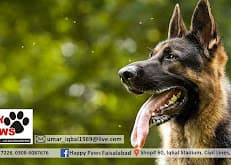 Happy Paws Pet Clinic